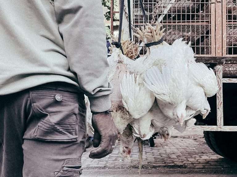 प्रोटीन और शहर<br>Volume 5 | Issue 5 [September 2025]